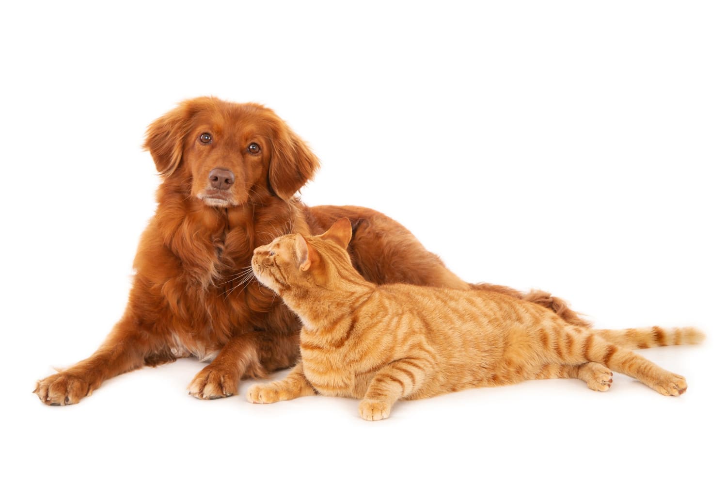 Dog and cat about